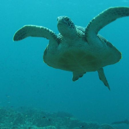 Gili Pirates Dive & Bnb Гілі-Траванган Екстер'єр фото