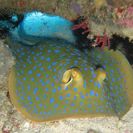 Gili Pirates Dive & Bnb Гілі-Траванган Екстер'єр фото