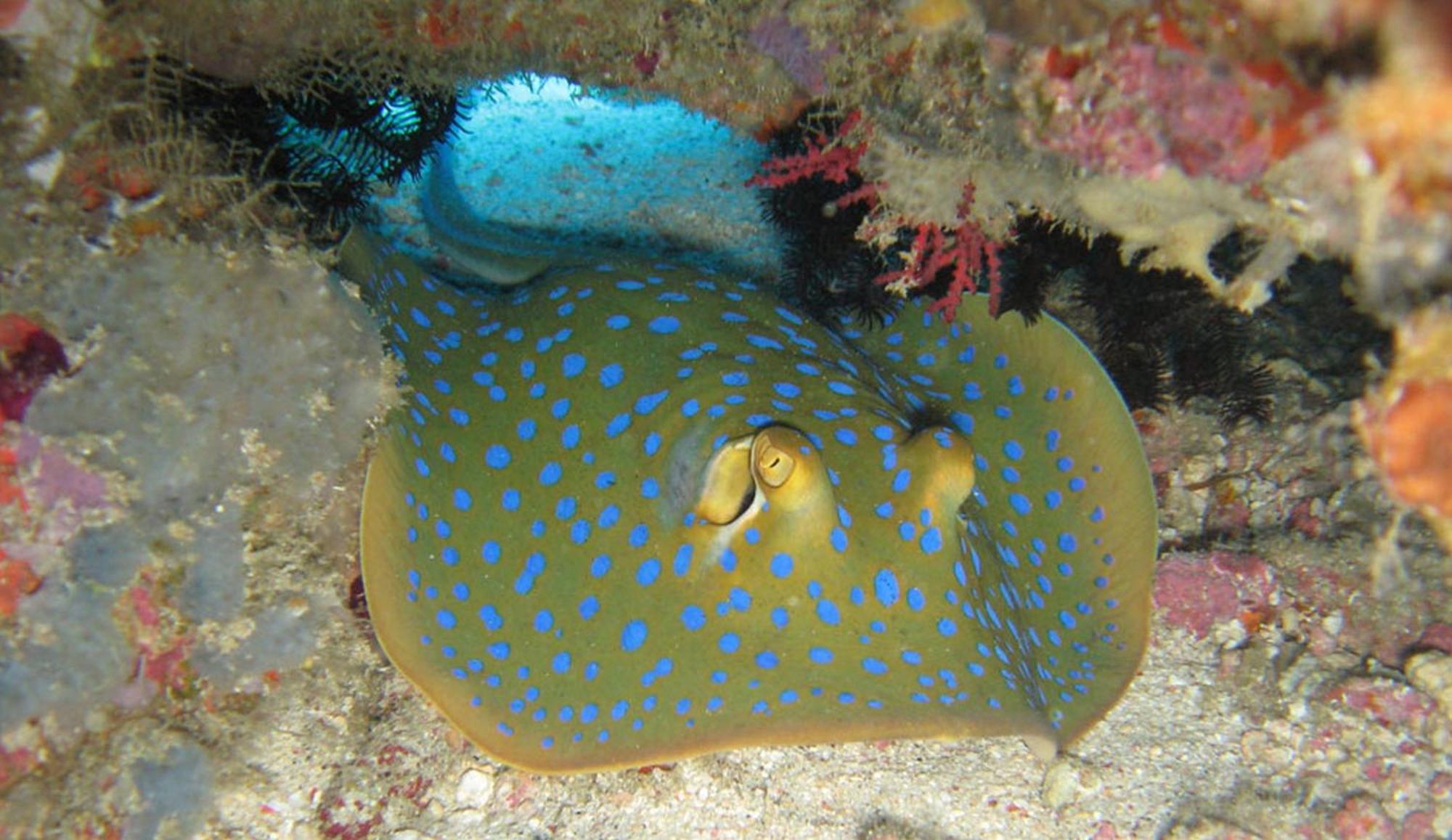 Gili Pirates Dive & Bnb Гілі-Траванган Екстер'єр фото