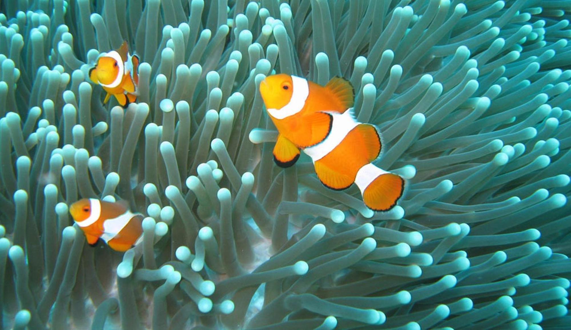 Gili Pirates Dive & Bnb Гілі-Траванган Екстер'єр фото